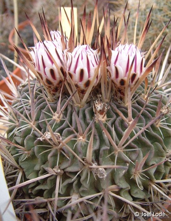 Echinofossulocactus crispatus flexispinus JLcoll.1326